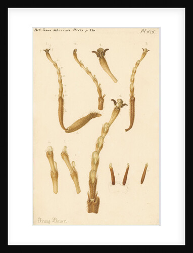 Yellow Saw-fly legs by Franz Andreas Bauer
