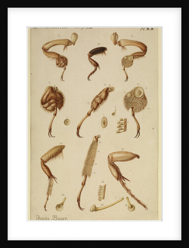 Great diving beetle legs by Franz Andreas Bauer