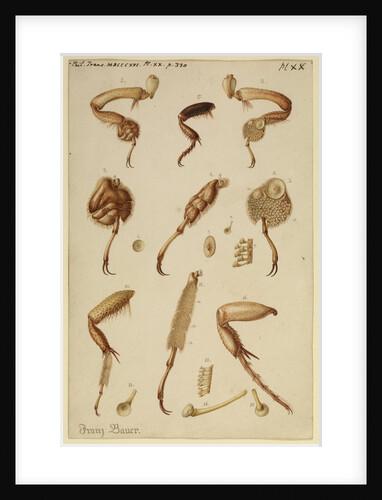 Great diving beetle legs by Franz Andreas Bauer