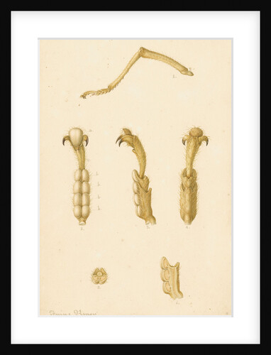 Abyssinian cricket legs by Franz Andreas Bauer