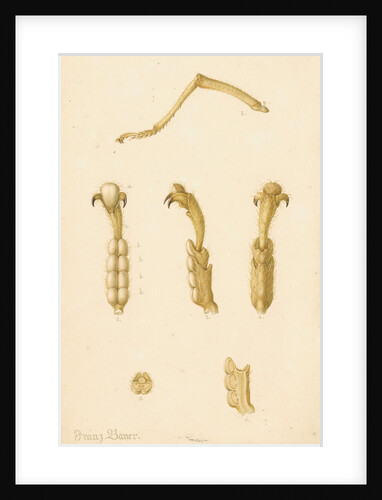Abyssinian cricket legs by Franz Andreas Bauer