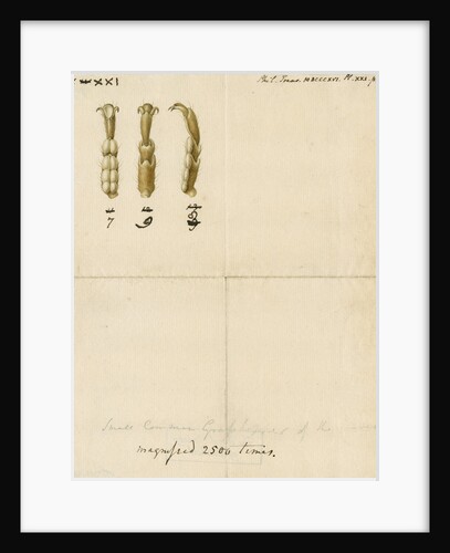 Grasshopper legs by Franz Andreas Bauer