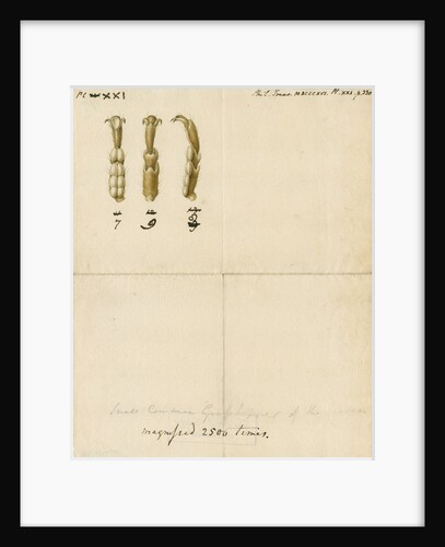 Grasshopper legs by Franz Andreas Bauer