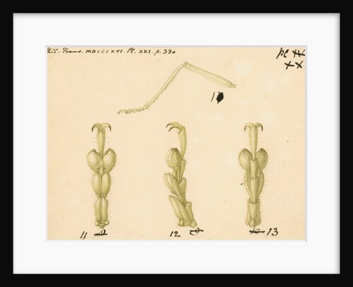 Oak bush-cricket legs by Franz Andreas Bauer