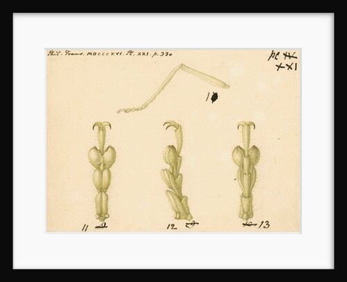 Oak bush-cricket legs by Franz Andreas Bauer