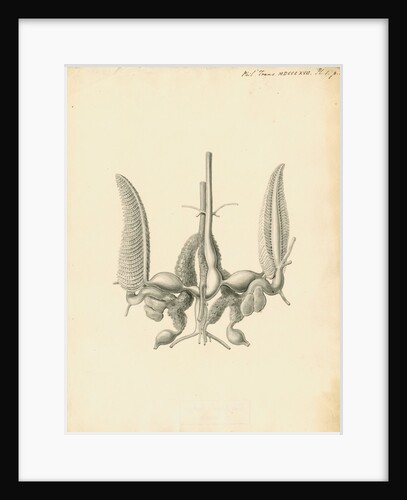 Heart of the Sepia officinalis [Common cuttlefish] by William Clift
