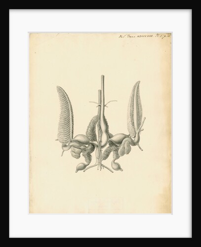 Heart of the Sepia officinalis [Common cuttlefish] by William Clift
