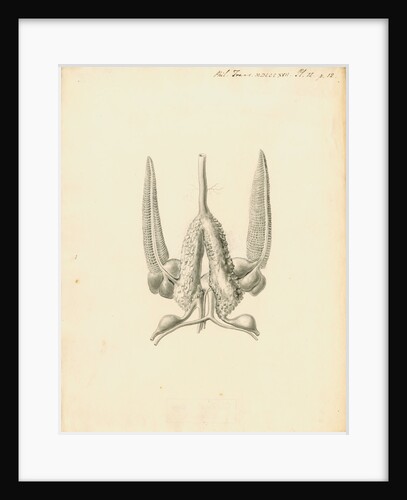 Heart of the Sepia officinalis [Common cuttlefish] by William Clift