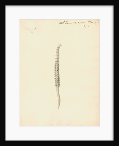 Lumbricus marinus [Lugworm] by William Clift
