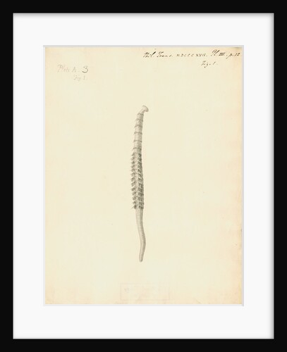 Lumbricus marinus [Lugworm] by William Clift