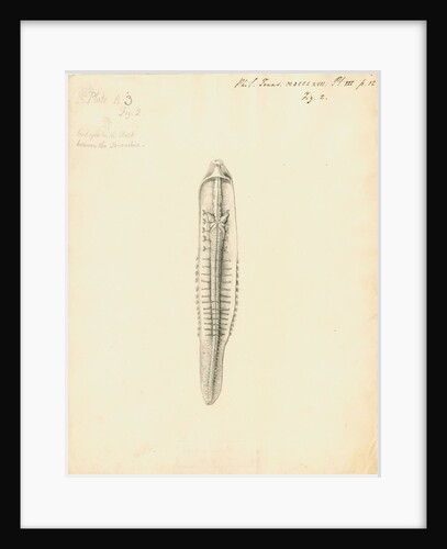 Lumbricus marinus [Lugworm] dissected by William Clift