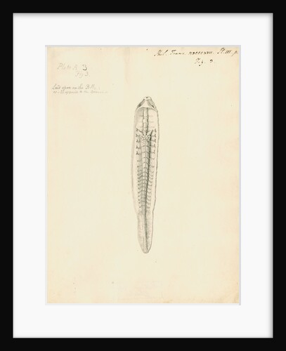 Lumbricus marinus [Lugworm] dissected by William Clift