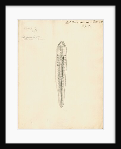 Lumbricus marinus [Lugworm] dissected by William Clift