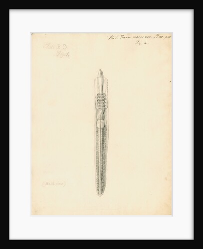 Lumbricus terrestris [Earthworm] dissected by William Clift