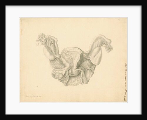 Human uterus by Franz Andreas Bauer
