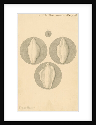 Human ovum by Franz Andreas Bauer