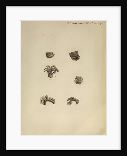 Ocythoe cranchii [winged argonaut] by Anonymous