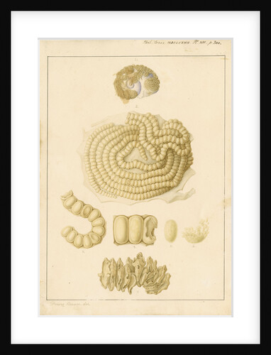 Helix janthina [marine snail] by Franz Andreas Bauer