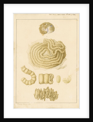 Helix janthina [marine snail] by Franz Andreas Bauer