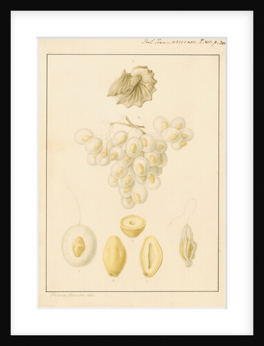 Argonaut shell and eggs by Franz Andreas Bauer