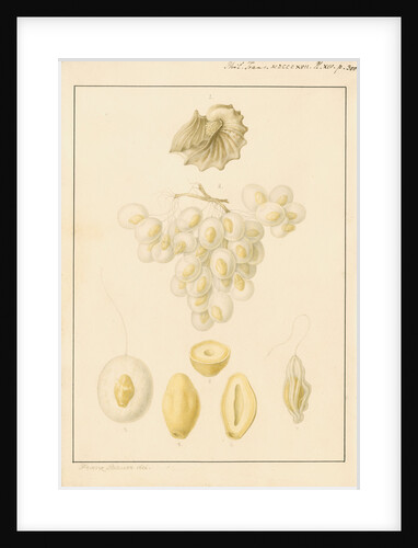 Argonaut shell and eggs by Franz Andreas Bauer