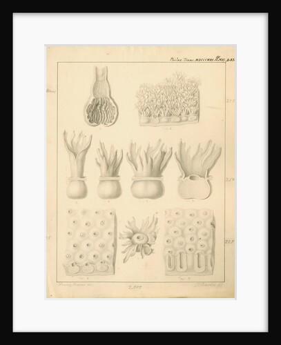 Gullets of the Java swallow, Common swallow and Blackbird by Franz Andreas Bauer