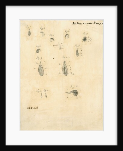 Specimens of leeches by James Rawlins Johnson