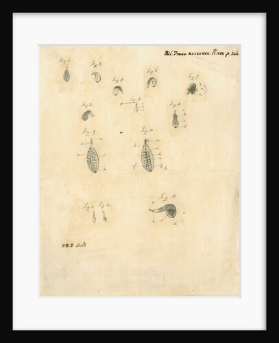 Specimens of leeches by James Rawlins Johnson