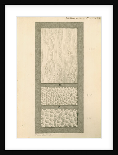 Interior surfaces of the human oesophagus and stomach by Franz Andreas Bauer