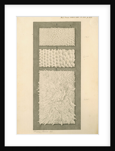 Interior surfaces of the human stomach and duodenum by Franz Andreas Bauer