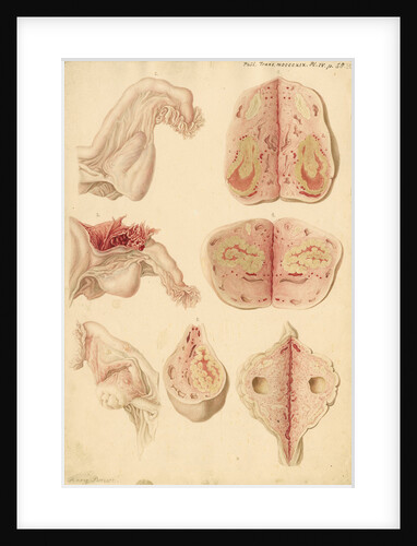 Human ovary and corpus luteum during and after pregnancy by Franz Andreas Bauer