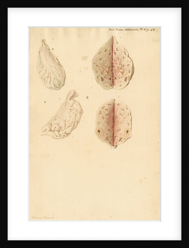 Human ovary and corpus luteum during and after pregnancy by Franz Andreas Bauer