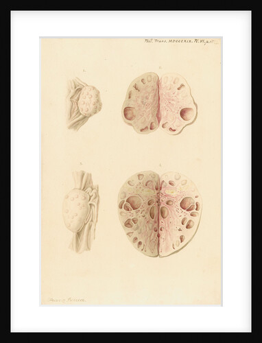 Ovaries of a cow by Franz Andreas Bauer