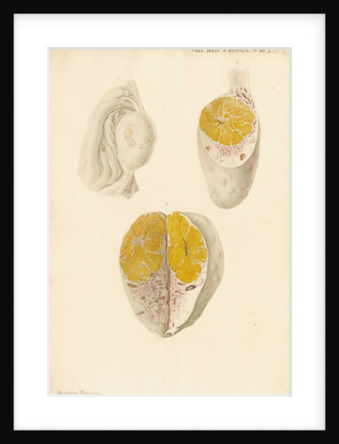 Ovaries of a cow by Franz Andreas Bauer