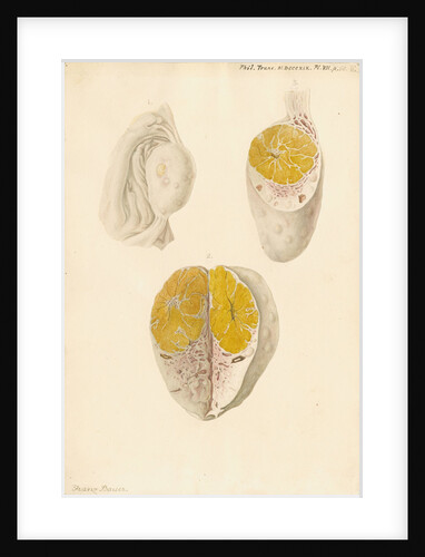 Ovaries of a cow by Franz Andreas Bauer