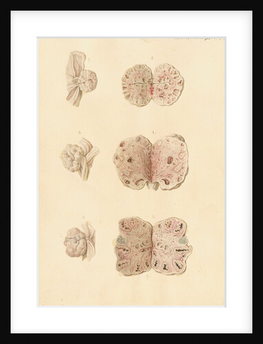 Ovaries of a pig by Franz Andreas Bauer
