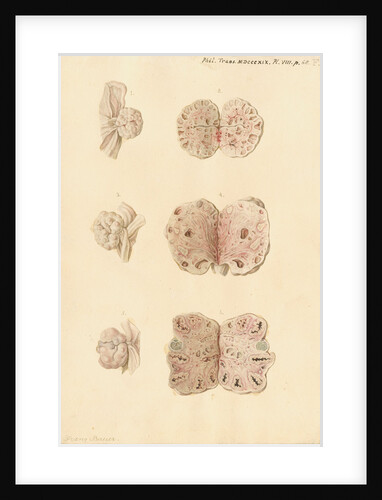 Ovaries of a pig by Franz Andreas Bauer