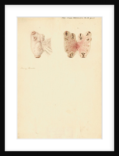 Ovaries of a pig by Franz Andreas Bauer