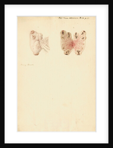 Ovaries of a pig by Franz Andreas Bauer