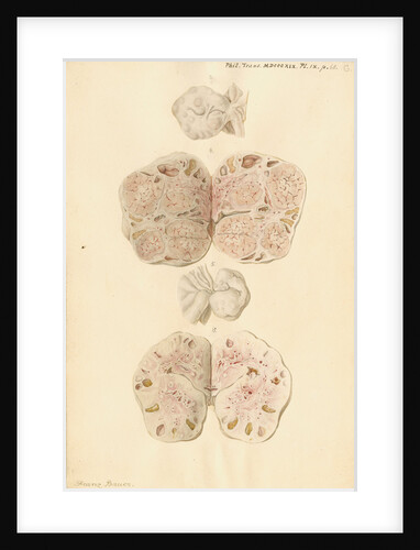 Ovaries of a pig by Franz Andreas Bauer