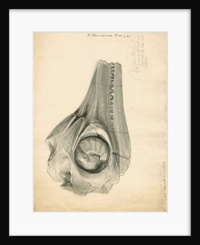 Fossil skull of the Proteo-saurus [Ichthyosaur] by William Clift