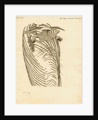 Fossil ribs, sternum and vertebrae of the Proteo-saurus [Ichthyosaur] by Henry Thomas de la Beche