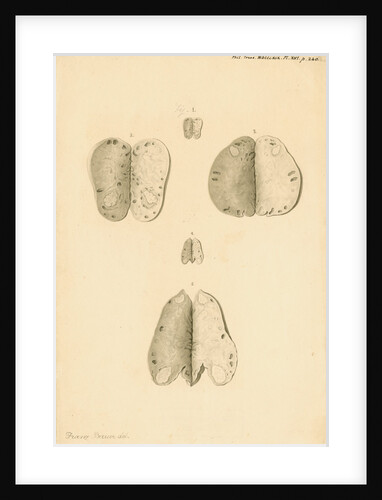 Ovaries of a kangaroo by Franz Andreas Bauer