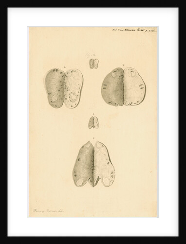 Ovaries of a kangaroo by Franz Andreas Bauer