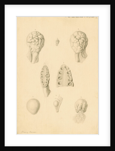 Ovaries of an American Opossum by Franz Andreas Bauer