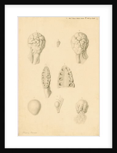 Ovaries of an American Opossum by Franz Andreas Bauer