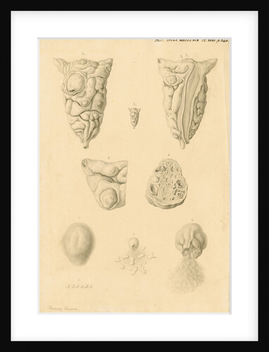Ovaries of Ornithorhynchus paradoxicus [Platypus] by Franz Andreas Bauer