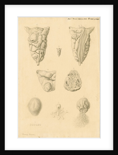 Ovaries of Ornithorhynchus paradoxicus [Platypus] by Franz Andreas Bauer