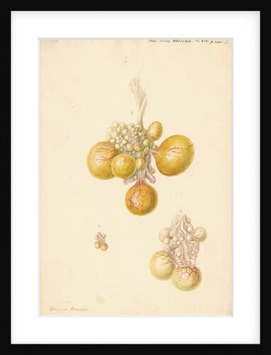 Ovaries of the hen by Franz Andreas Bauer