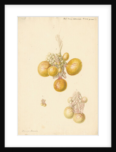 Ovaries of the hen by Franz Andreas Bauer